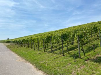 Excursión Senderismo Stadtbredimus - Stadtbremdimus 17,6 km - Photo