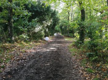 Trail Walking Le Lion-d'Angers - promenade aux haras  - Photo