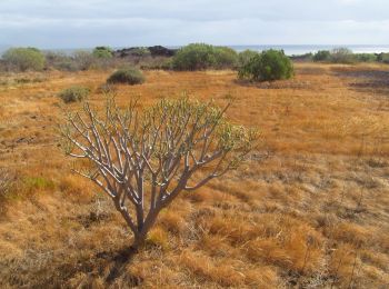 Excursión A pie Güímar - Camino del Socorro - Photo