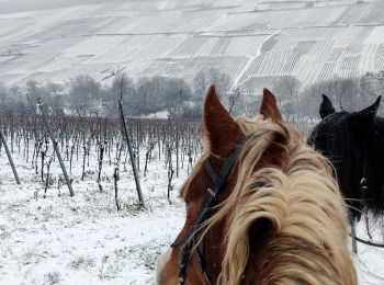 Trail Horseback riding Rosenwiller - 2019-01-20 Balade dans la neige - Photo