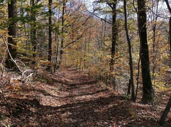 Tocht Stappen Saint-Hubert - MIRWART ... mon beau miroir ! - Photo