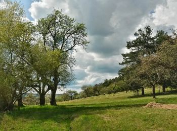 Excursión A pie Oberhaid - Rundwanderweg Oberhaid grün - Photo