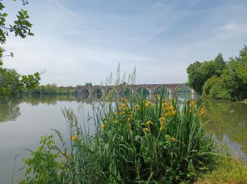 Excursión Bici de montaña Lauzerte - lauzerte  moissac   miradoux - Photo