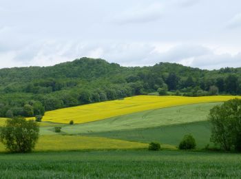 Percorso A piedi Gleichen - Mackenröder Rundweg - Photo