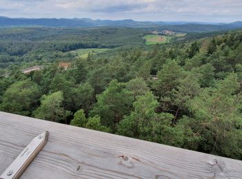 Trail Walking Drachenbronn-Birlenbach - chemin des cimes, drachenbronn - Photo