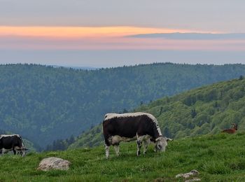 Trail Walking Sondernach - 2023-05-19 WE Marche Bivouac Massif du Hohneck - Photo