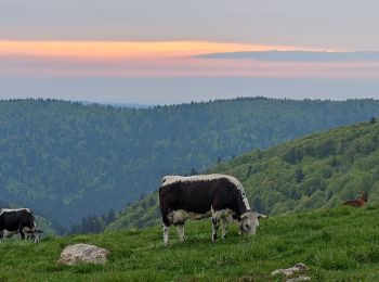 Tour Wandern Sondernach - 2023-05-19 WE Marche Bivouac Massif du Hohneck - Photo