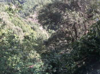 Excursión Senderismo Céret - Les balcons de Céret  - Photo