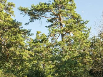 Tour Zu Fuß Polsingen - Rundwanderweg Polsingen 26 - Photo