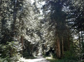 Tocht Stappen Grande-Rivière-Château - chaux des pres - Photo