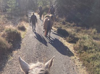 Tour Reiten Saint-Michel-sur-Meurthe - Les feignes jumeaux  - Photo