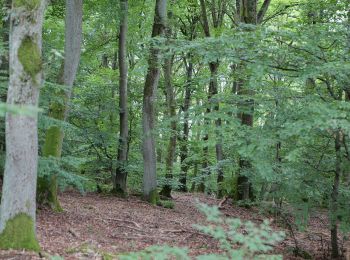 Tocht Te voet Kelkheim - Hollerbusch: Eule - Photo