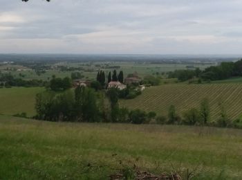 Tour Wandern Lisle-sur-Tarn - Saint Salvy de Coutens - Photo