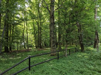 Excursión A pie Koclířov - NS Hřebečské důlní stezky - Photo