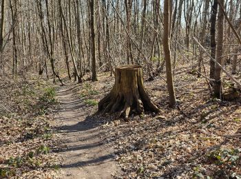 Trail Walking Sceaux - Fresnes - Photo