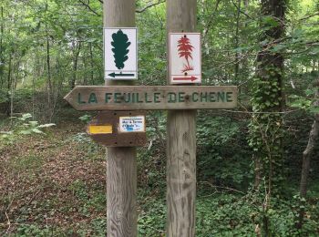 Randonnée Marche Le Touquet-Paris-Plage - Les chênes  - Photo