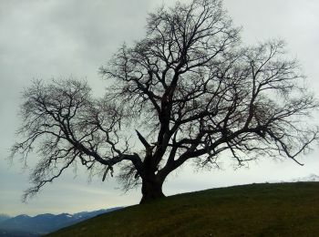 Trail On foot Venon - Boucle De Panama - Photo