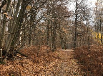 Randonnée Marche Saint-Nom-la-Bretèche - Forêt de marly  - Photo