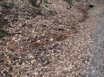 Trail On foot Heigenbrücken - Roter Schmetterling, Rundwanderweg Sailauf - Photo