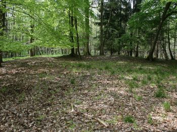 Tocht Te voet Hanau - Rundwanderweg zu alten Bäumen - Photo