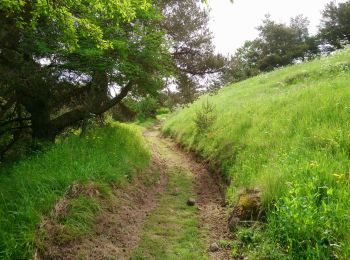 Trail Walking Ségur-les-Villas - Cantal - La gazelle - lac Du Jolan - 11km 270m 3h30 - 2019 06 24 - Photo