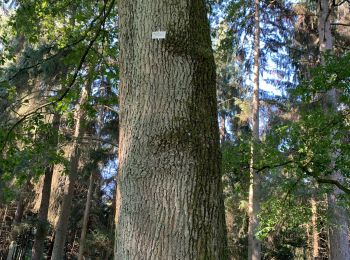 Tocht Stappen Tervuren - Arboretum tra Nuovo e Vecchio mondo (castanea dentata) - Photo