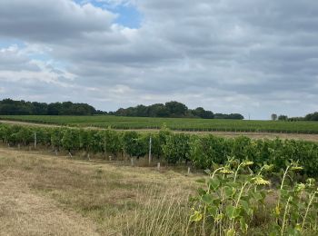 Tocht Stappen Saint-Bris-des-Bois - Autour de Fontdouce - Photo