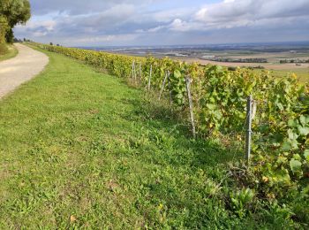 Randonnée Marche Montgueux - Montgueux - Photo