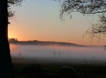 Tour Zu Fuß Südheide - Südheide 'Im Reich der Heidschnucken' W10m (mittlere Tour) = Heidepanoramaweg - Photo