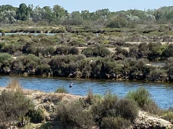 Tocht Elektrische fiets Aigues-Mortes - Grau du roi - Photo