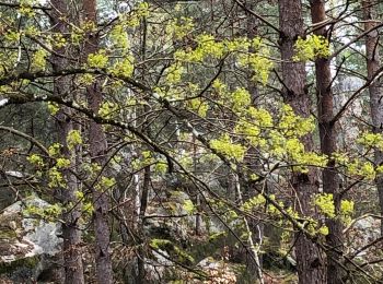 Excursión Senderismo Arbonne-la-Forêt - La Feuillardiere - Photo