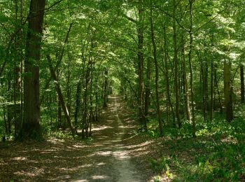 Excursión A pie Dourdan - FR-balisage orange en forêt de Dourdan à rattacher aux bons itinéraires - Photo