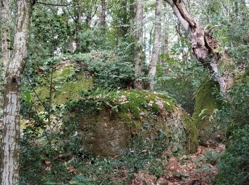 Tocht Stappen Trégunc - tête elephant - Photo