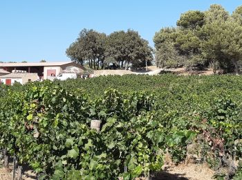 Randonnée Marche La Tour-d'Aigues - Vignes du Château de la Dorgonne - Photo