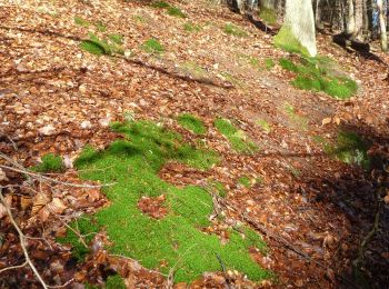 Randonnée A pied Kirchheim an der Weinstraße - Leininger Klosterweg - Photo