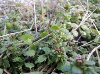 Excursión A pie Gemeinde Großmugl - Steinabrunner Weinbergweg - Photo