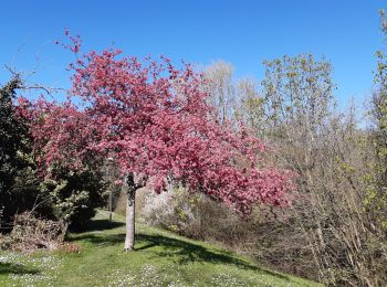 Trail Walking Savigny-le-Temple - savigny le temple  - Photo