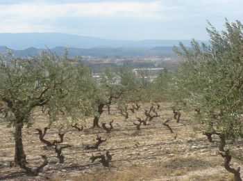 Excursión Senderismo Los Arcos - Camino Francés - Etp7 - Los Arcos - Logroño - Photo