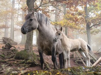 Tocht Te voet Cleebronn - Z2 Berg. Wald. Wolf. - Wanderdreiklang Cleebronn - Photo