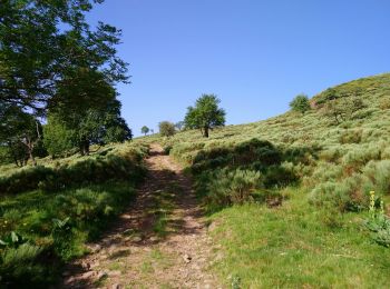 Tocht Stappen Laveissière - Cantal - Cheyrouze (Laveissière) - Puy de Seycheuse - 14.8km 600m 5h35 - 2019 06 30 - Photo