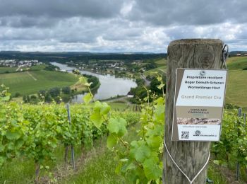 Excursión Senderismo Stadtbredimus - Stadbredimus L2L - Photo