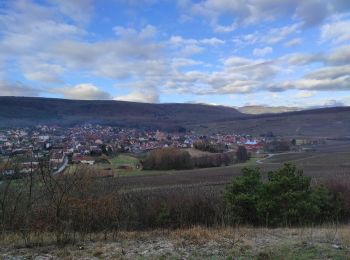 Randonnée Marche Westhalten - Westhalten Bollenberg - Photo