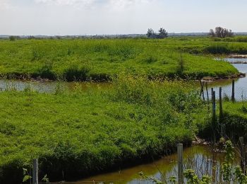 Tocht Stappen Marennes-Hiers-Brouage - 17  Marennes canal et marais  5km - Photo