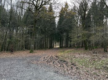 Trail Walking Daverdisse - Daverdisse - Photo