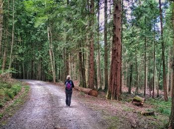 Trail Walking Oloron-Sainte-Marie - Fôret du Bager - Photo