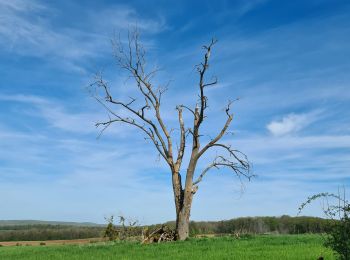 Tour Wandern Hoéville - Bezange la grande  - Photo