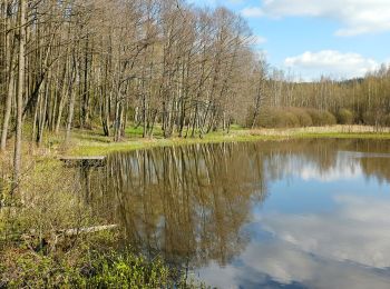 Trail On foot Schirnding - Wanderweg 3 Schirnding - Photo