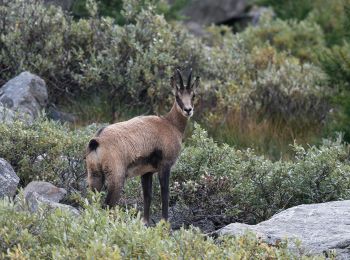 Tour Zu Fuß Cogne - Sentiero 22E Bivacco Martinotti - Photo