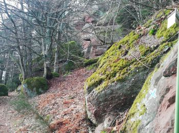 Excursión Senderismo Ottrott - vue sur ottrott - Photo