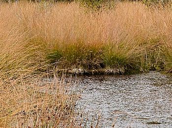 Tocht Te voet Nederweert - Knuppelbrugroute - Photo